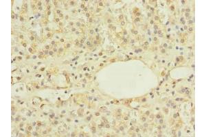 Immunohistochemistry of paraffin-embedded human adrenal gland tissue using ABIN7175982 at dilution of 1:100 (ZBTB43 Antikörper  (AA 165-467))