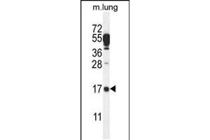Western blot analysis in mouse lung tissue lysates (35ug/lane). (C14orf126 Antikörper  (C-Term))