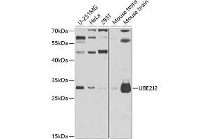Western blot analysis of extracts of various cell lines, using UBE2J2 antibody (ABIN6132761, ABIN6149806, ABIN6149807 and ABIN6223156) at 1:1000 dilution. (UBE2J2 Antikörper  (AA 1-230))
