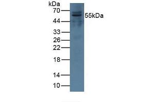 Western blot analysis of Pig Kidney Tissue. (Complement Factor I Antikörper  (AA 28-243))