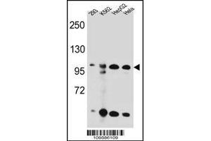 Western blot analysis in 293,K562,HepG2,Hela cell line lysates (35ug/lane). (KSR2 Antikörper  (C-Term))
