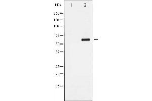 Western blot analysis of Cyclin B1 phosphorylation expression in UV treated Jurkat whole cell lysates,The lane on the left is treated with the antigen-specific peptide. (Cyclin B1 Antikörper  (pSer147))