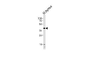 Western blot analysis of lysate from mouse thymus tissue lysate, using Mouse Tfap2a Antibody (Center) (ABIN1945094 and ABIN2838507). (TFAP2A Antikörper  (AA 134-166))