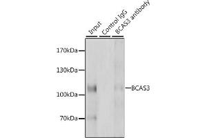 Immunoprecipitation analysis of 200 μg extracts of HeLa cells, using 3 μg BC antibody (ABIN6127481, ABIN6137481, ABIN6137482 and ABIN6223098). (BCAS3 Antikörper  (AA 674-913))