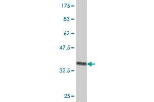 Western Blot detection against Immunogen (37. (BRF2 Antikörper  (AA 1-100))