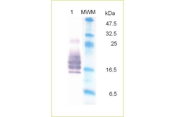 GM-CSF Protein (AA 8-144)
