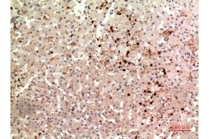 Immunohistochemical analysis of paraffin-embedded human-liver, antibody was diluted at 1:100. (TPO (Internal Region) Antikörper)
