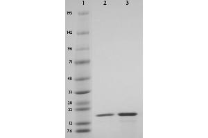Recombinant Histone H3 phospho Thr3 tested by SDS-PAGE gel. (Histone 3 Protein (H3) (pThr3))