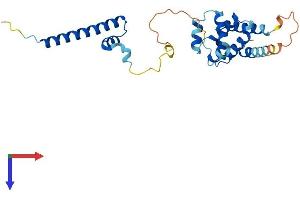 CCDC103 Protein (AA 1-242) (His tag)