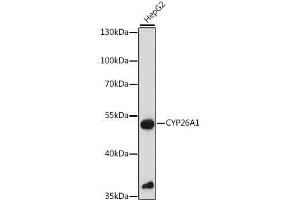 Western blot analysis of extracts of HepG2 cells, using CYP26 antibody (6259) at 1:1000 dilution. (CYP26A1 Antikörper  (AA 50-150))