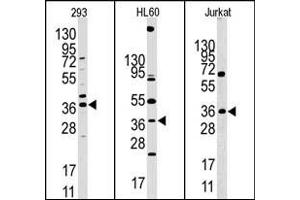Image no. 1 for anti-Hypoxia Inducible Factor 1, alpha Subunit Inhibitor (HIF1AN) (N-Term) antibody (ABIN356559) (HIF1AN Antikörper  (N-Term))