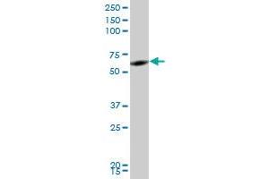 Western Blotting (WB) image for anti-Ring Finger Protein 2 (RNF2) (AA 192-291) antibody (ABIN961342) (RNF2 Antikörper  (AA 192-291))