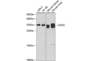 Western blot analysis of extracts of various cell lines, using SOD3 antibody (ABIN6128740, ABIN6148276, ABIN6148278 and ABIN6222746) at 1:1000 dilution. (SOD3 Antikörper  (AA 19-160))