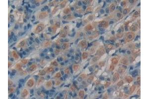 Used in DAB staining on fromalin fixed paraffin- embedded stomach tissue (VGF Antikörper  (AA 330-449))