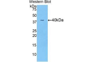 Detection of recombinant ANGPT4 using Polyclonal Antibody to Angiopoietin 4 (ANGPT4) (Angiopoietin 4 Antikörper  (AA 32-144))