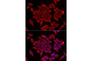 Immunofluorescence analysis of U2OS cell using TIMM17A antibody.