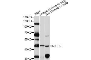 Western blot analysis of extracts of various cell lines, using MICU2 antibody (ABIN5998228) at 1/1000 dilution. (EFHA1 Antikörper)