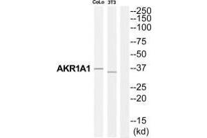 Western blot analysis of extracts from COLO205 cells and NIH-3T3 cells, using AKR1A1 antibody. (AKR1A1 Antikörper  (C-Term))