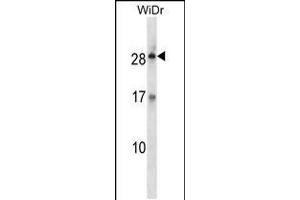 Western blot analysis in WiDr cell line lysates (35ug/lane). (Kallikrein 12 Antikörper  (AA 85-113))