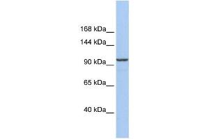 Western Blotting (WB) image for anti-Klotho beta (KLB) antibody (ABIN2459659)