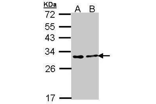 FKBP3 Antikörper  (Center)