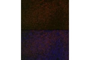 Immunofluorescence analysis of rat spleen using SHP1 Rabbit mAb (ABIN7269716) at dilution of 1:100 (40x lens). (SHP1 Antikörper)