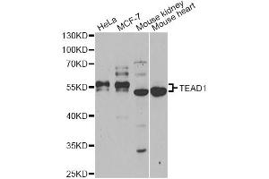 Western blot analysis of extracts of various cell lines, using TEAD1 antibody (ABIN6291475) at 1:1000 dilution. (TEAD1 Antikörper)