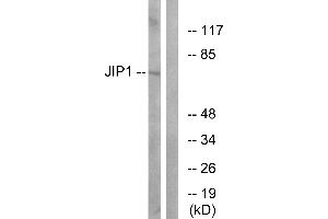 Immunohistochemistry analysis of paraffin-embedded human brain tissue using JIP1 (Ab-103) antibody.