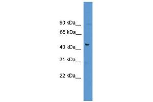 WB Suggested Anti-FAM53A Antibody Titration: 0.