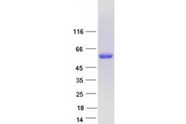 POLG2 Protein (Myc-DYKDDDDK Tag)