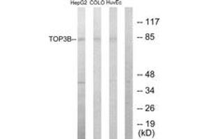 Western blot analysis of extracts from HepG2/COLO205/HuvEc cells, using TOP3B Antibody.