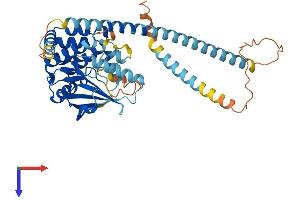 NEK2 Protein (AA 1-443) (His tag)