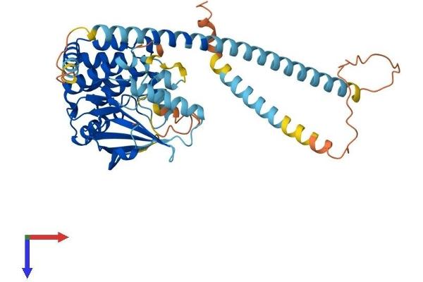 NEK2 Protein (AA 1-443) (His tag)