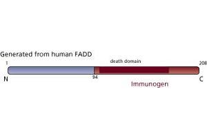 Image no. 3 for anti-Fas (TNFRSF6)-Associated Via Death Domain (FADD) (AA 94-208) antibody (ABIN967945) (FADD Antikörper  (AA 94-208))
