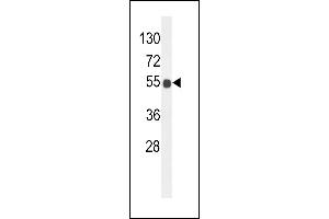 Western blot analysis of B3GNT6 Antibody (Center) (ABIN653842 and ABIN2843106) in mouse brain tissue lysates (35 μg/lane). (B3GNT6 Antikörper  (AA 146-173))