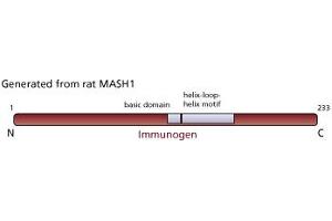 Image no. 1 for anti-Achaete-Scute Complex Homolog 1 (Drosophila) (ASCL1) antibody (ABIN967560) (ASCL1 Antikörper)