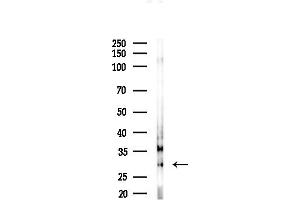anti-GINS Complex Subunit 3 (Psf3 Homolog) (GINS3) (Internal Region) antibody