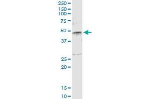 Immunoprecipitation of SERPINE1 transfected lysate using anti-SERPINE1 monoclonal antibody and Protein A Magnetic Bead , and immunoblotted with SERPINE1 MaxPab rabbit polyclonal antibody. (PAI1 Antikörper  (AA 86-185))