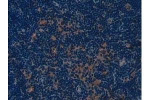 DAB staining on IHC-P; Samples: Mouse Lymph node Tissue (COL1A1 Antikörper  (AA 1225-1453))