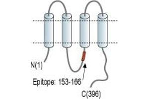 Representative domain view of the target of ABIN7885029.