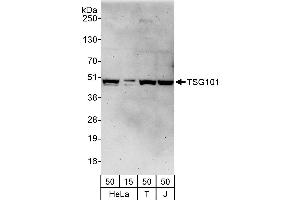 Western Blotting (WB) image for anti-Tumor Susceptibility Gene 101 (TSG101) (AA 225-275) antibody (ABIN7453230)