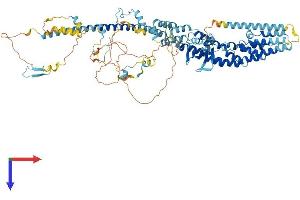 TFIP11 Protein (AA 1-838) (His tag)