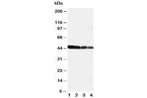 Western blot testing of DLL3 antibody and recombinant human protein (DLL3 Antikörper  (AA 599-618))