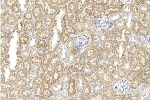 Immunohistochemical analysis of paraffin-embedded mouse kidney section using GREMLIN Antibody (C-term) (ABIN390078 and ABIN2840598).