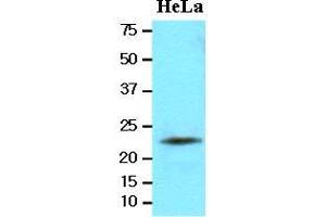 Cell lysates of HeLa(20 ug) were resolved by SDS-PAGE, transferred to nitrocellulose membrane and probed with anti-human LITAF (1:2000). (LITAF Antikörper  (AA 1-161))