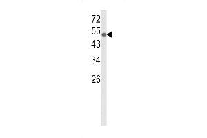 Western blot analysis of CYP8A1 Antibody (C-term) (ABIN652421 and ABIN2842087) in CEM cell line lysates (35 μg/lane). (PTGIS Antikörper  (C-Term))