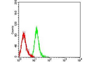 Flow cytometric analysis of Jurkat cells using TIM3 mouse mAb (green) and negative control (red). (TIM3 Antikörper  (AA 22-202))