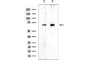 Western blot analysis of lysates from various samples, using PP5 Mouse Monoclonal Antibody at 1/1000 dilution.