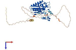 ITPKA Protein (AA 1-461) (His tag)