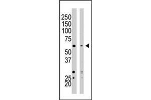 Western blot analysis of SETD8 polyclonal antibody  in HeLa cell lysate (Lane 1) and NIH/3T3 cell lysate (Lane 2) . (SETD8 Antikörper  (AA 25-53))